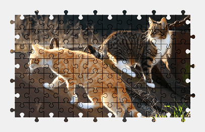 Пазлы Онлайн Кошки